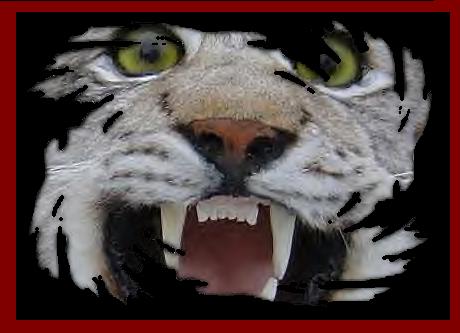 wildcats.jpg